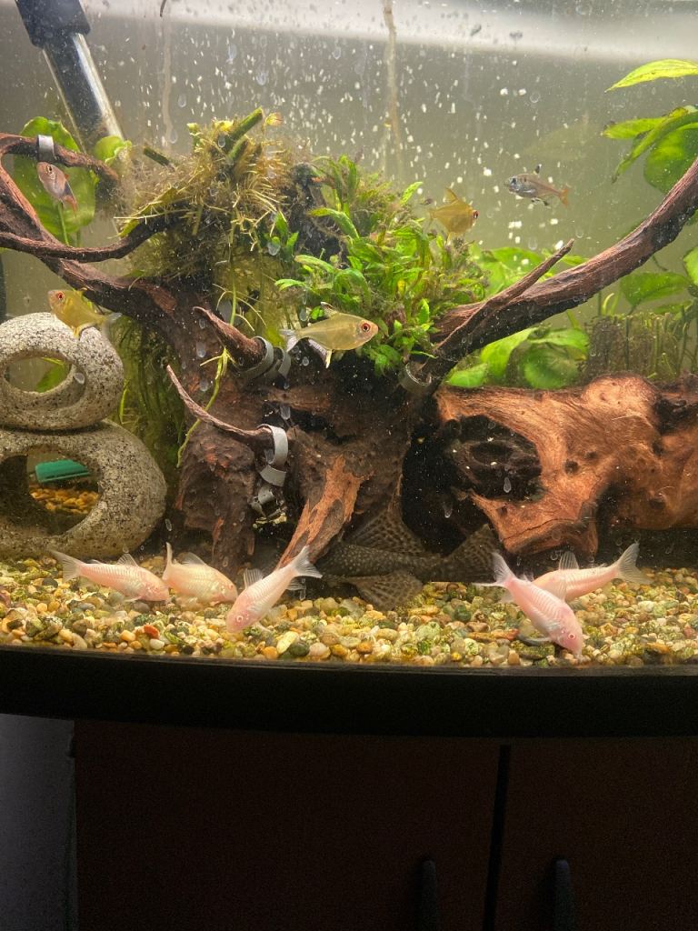 Tropical fish-read description