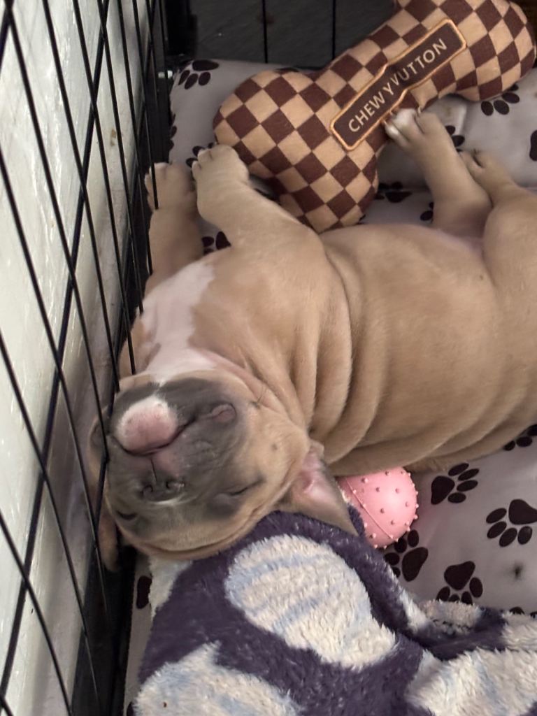 American pocket bullies 