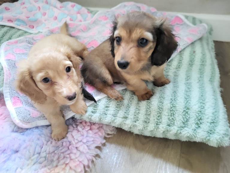 Long haired mini dachshunds 💖 1 girl available 💖