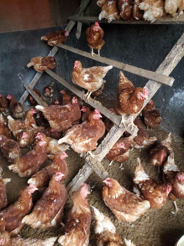 Free range Brown laying hens 