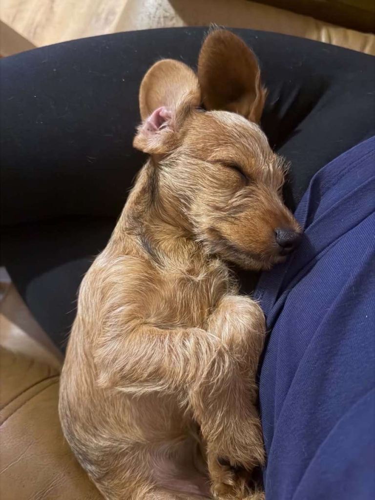 Poodle / dachshund 