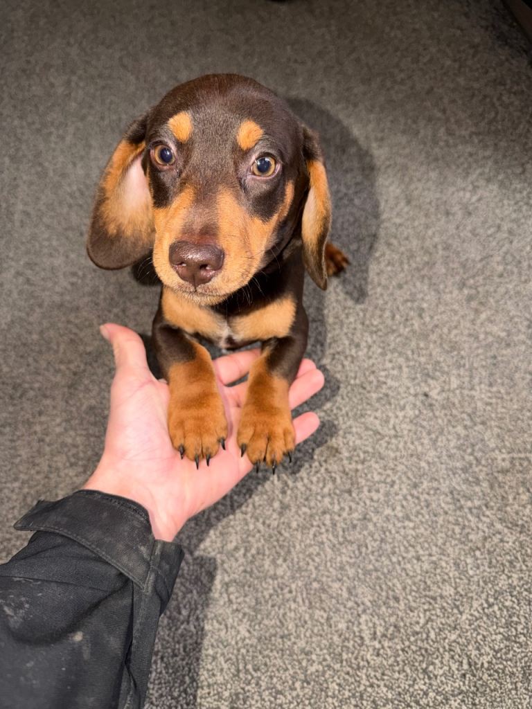 Miniature Dachshunds for sale
