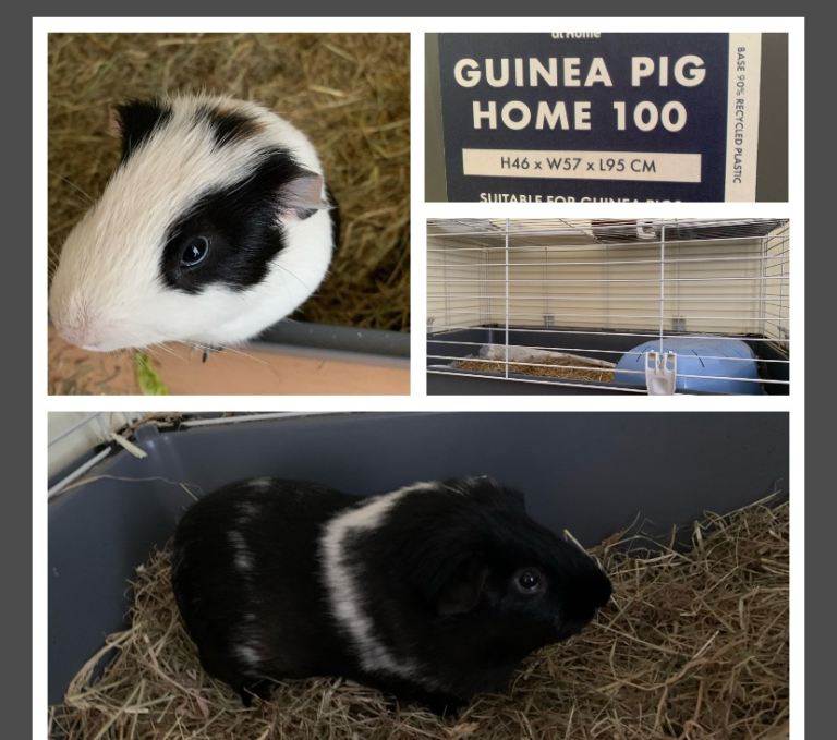 Guinea pigs x 2 and cages