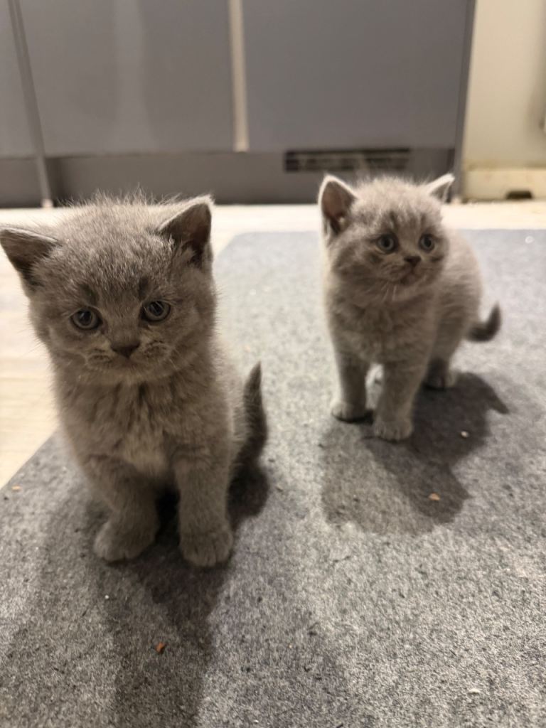 British Short Hair Kittens