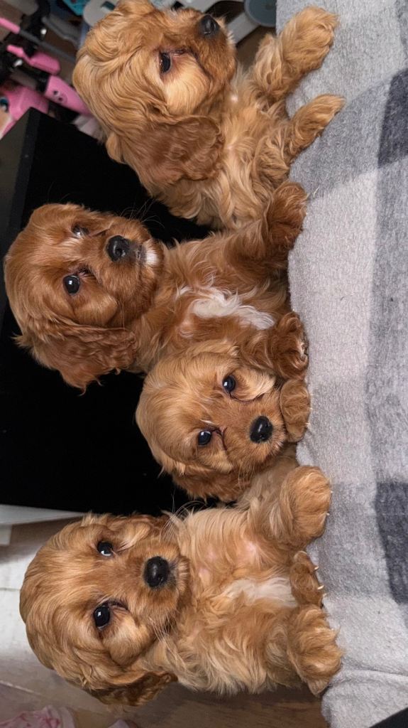 Cavapoo Puppies