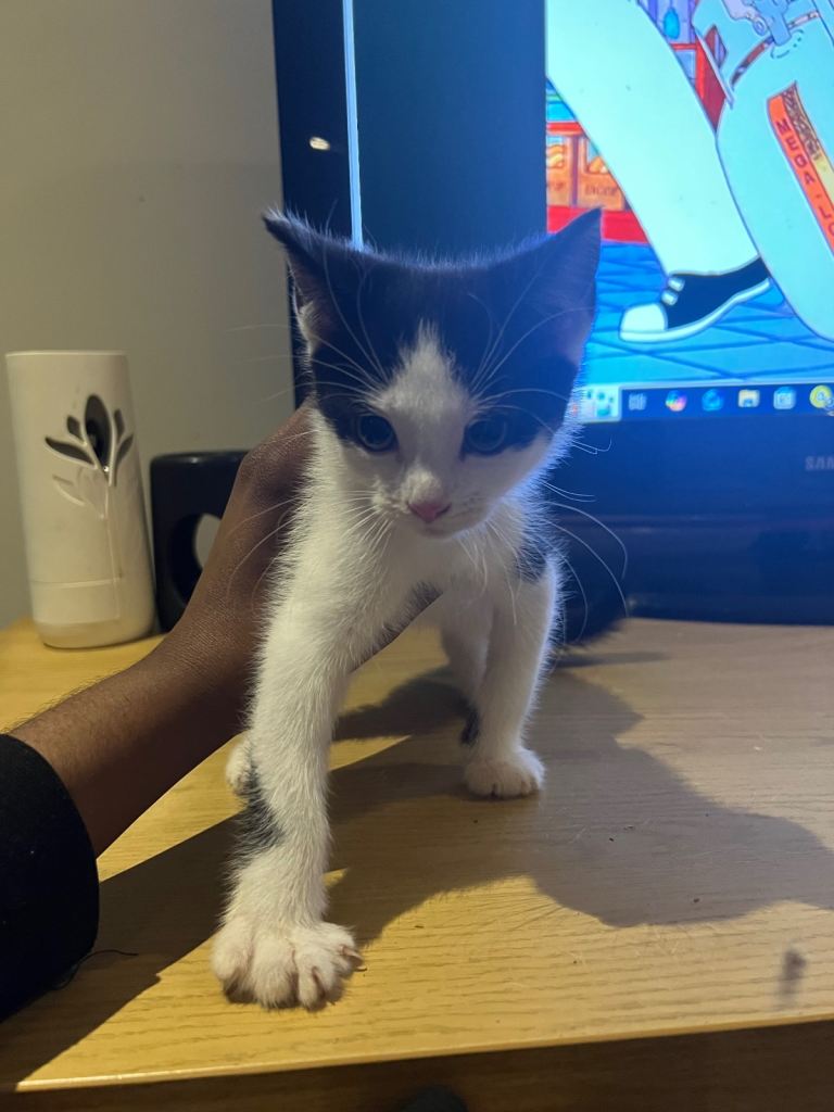 3 Kittens for sale need gone ASAP!!!