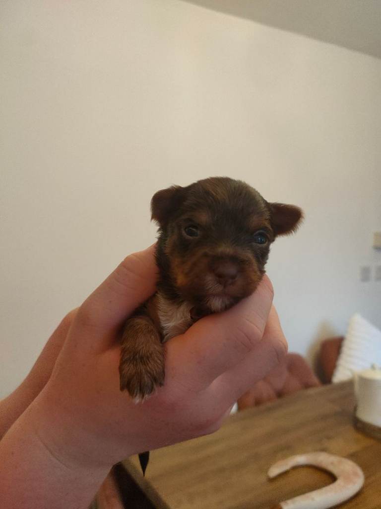 Miniature Yorkshire terrier 
