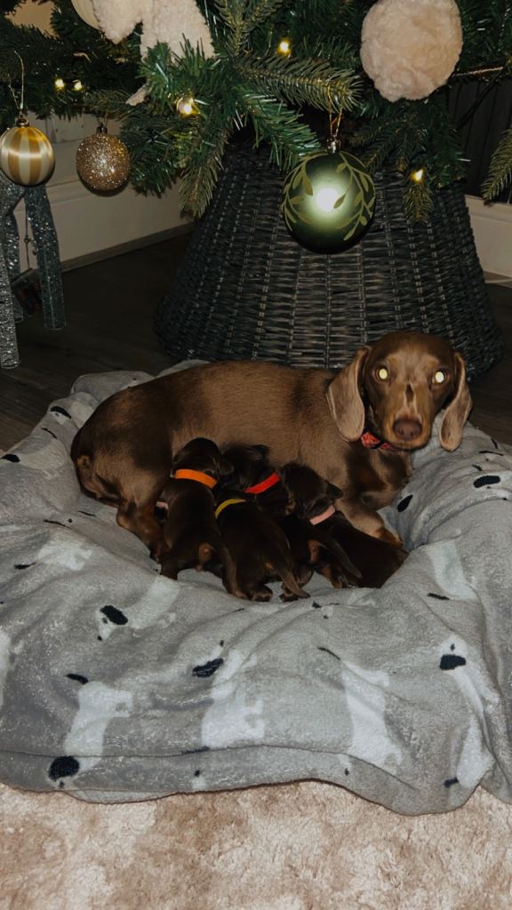 Choc & tan miniature Dachshunds 