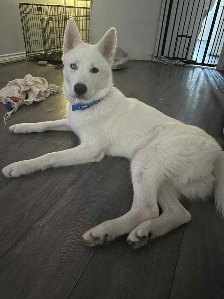 Stunning Pedigree Siberian Husky