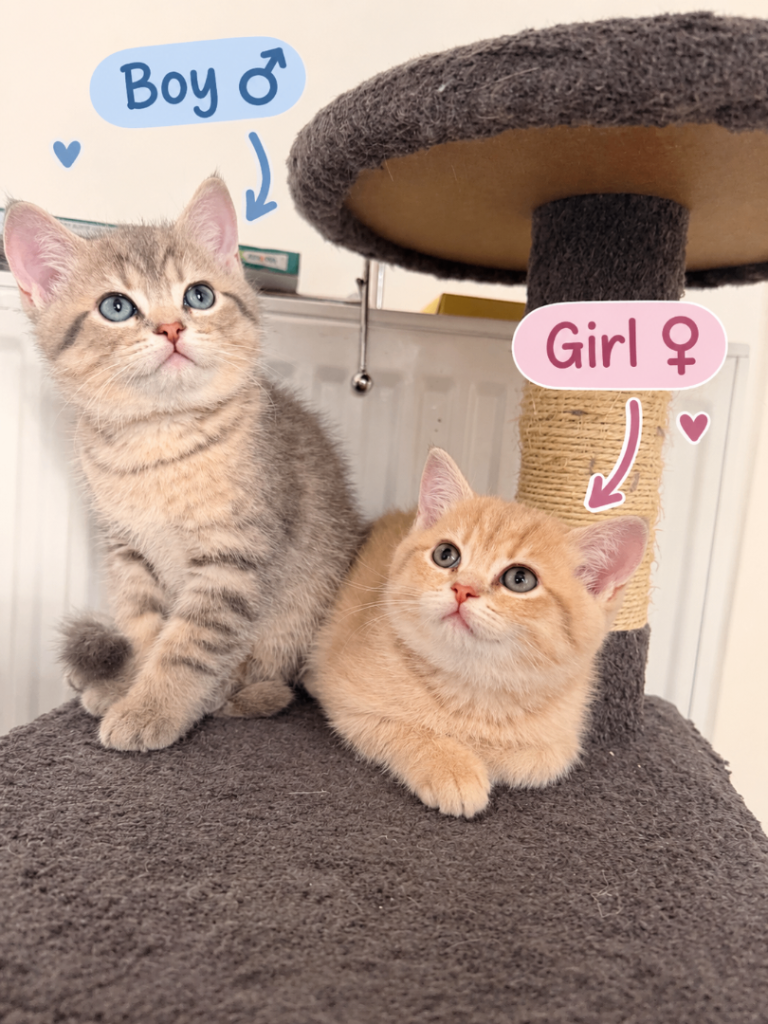 🐾 Only 2 Kittens Left! 🐾 💙 Boy & 🩷 Girl — ready to find their loving forever homes! 🏡❤️