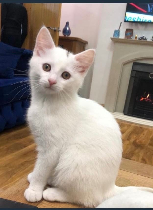 Beautiful rare Khao Manee kitten 