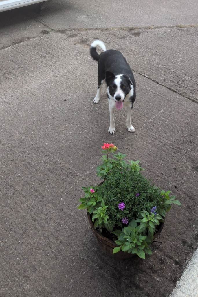 Female collie looking for a new home 