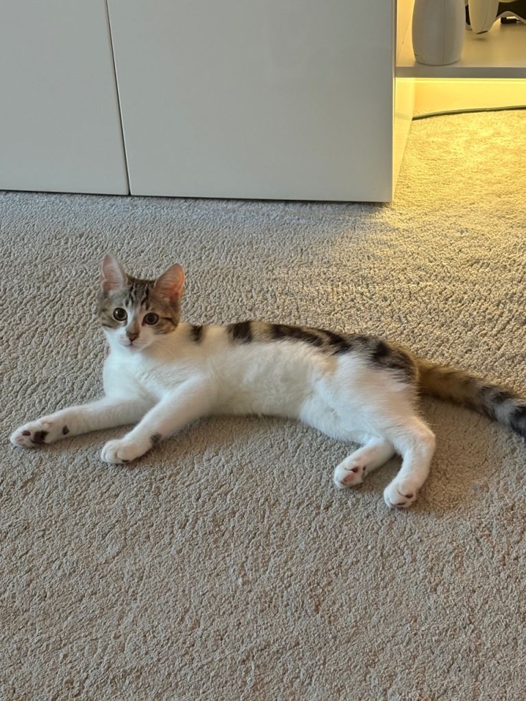 2 beautiful kittens - 5 months old 