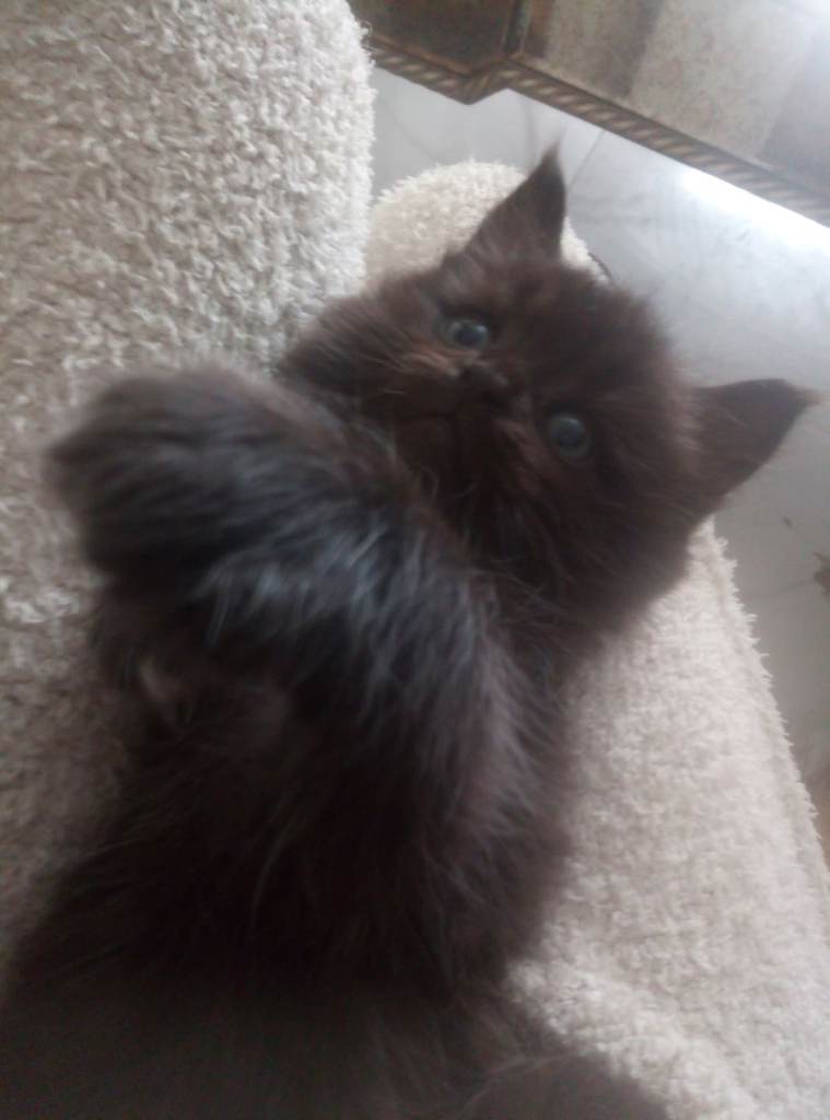 Kittens 