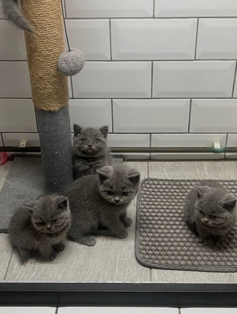 British short hair kittens 