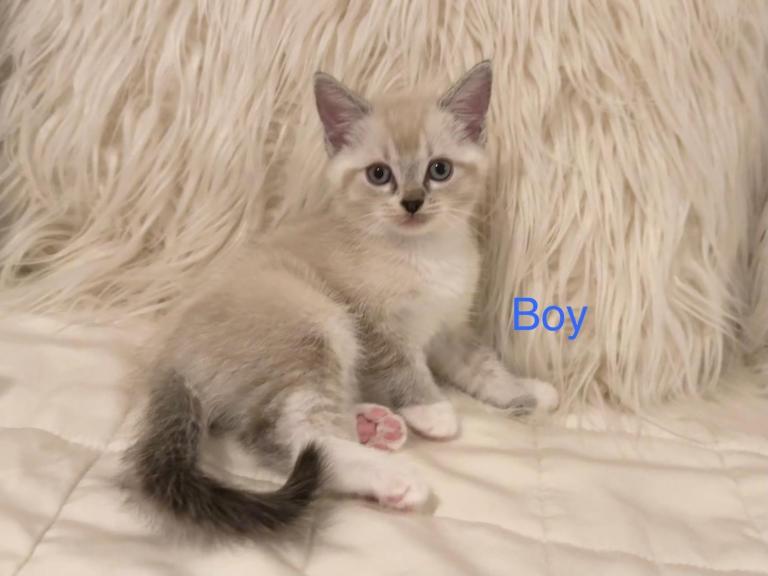 Ragdoll kittens 