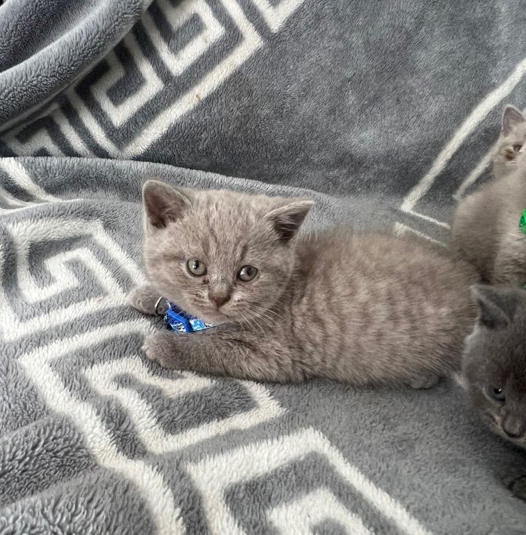 Pure British shorthair kittens 