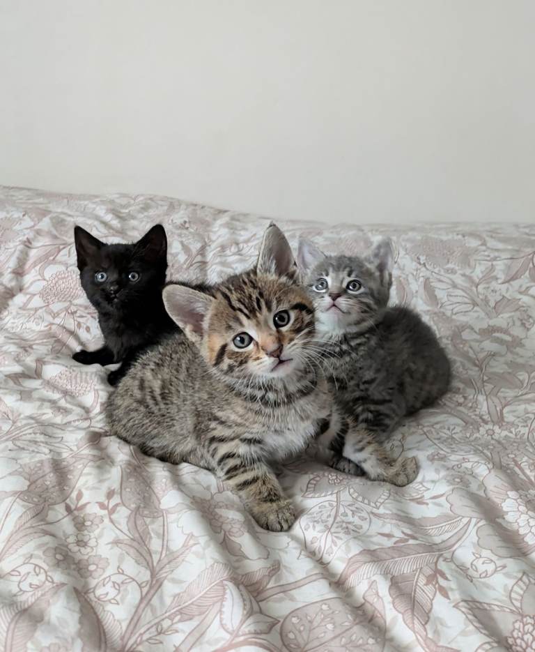 Bengal kittens boys and girls 