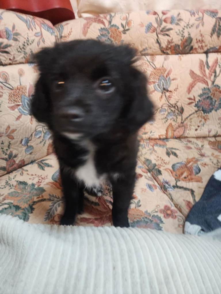 Furry puppies looking for new home 