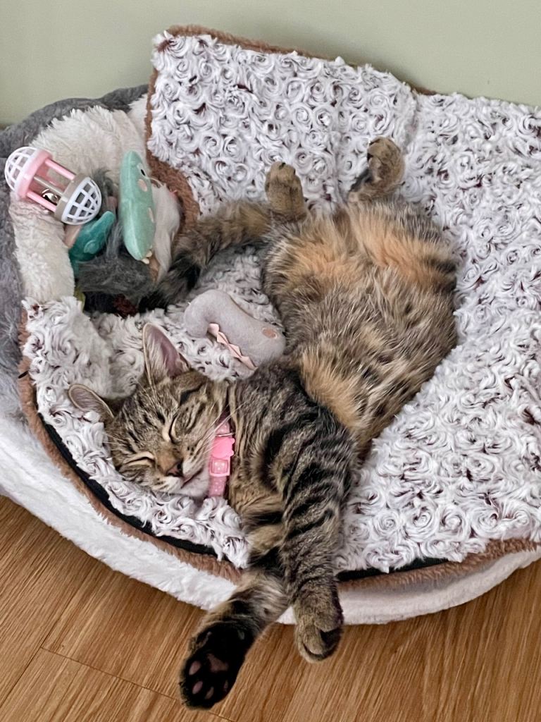 Female beautiful kittens (sisters)