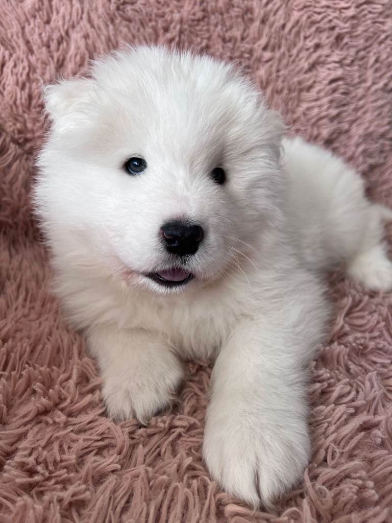 Samoyed puppy ready to leave now!