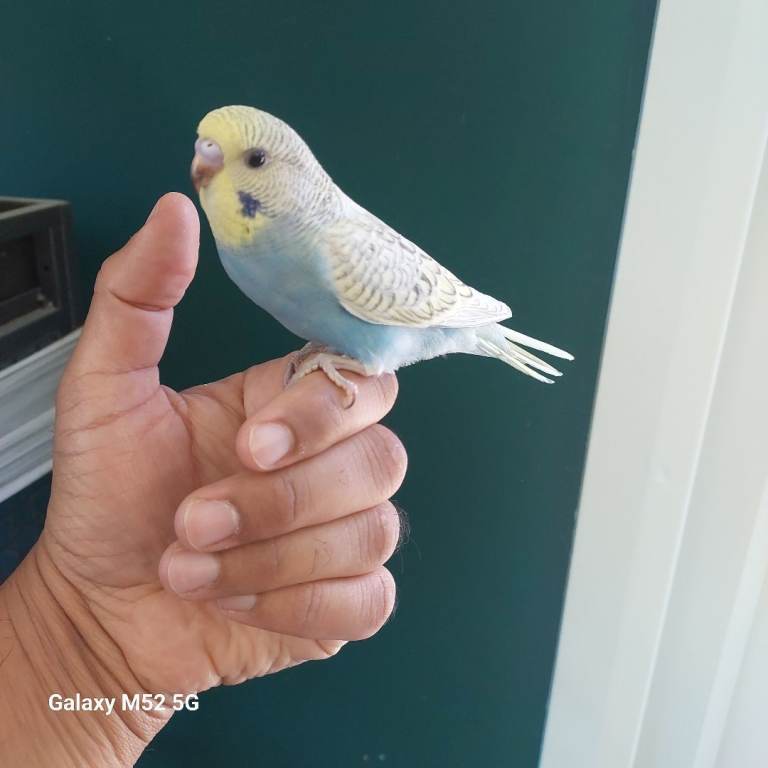 Gorgeous baby budgies 