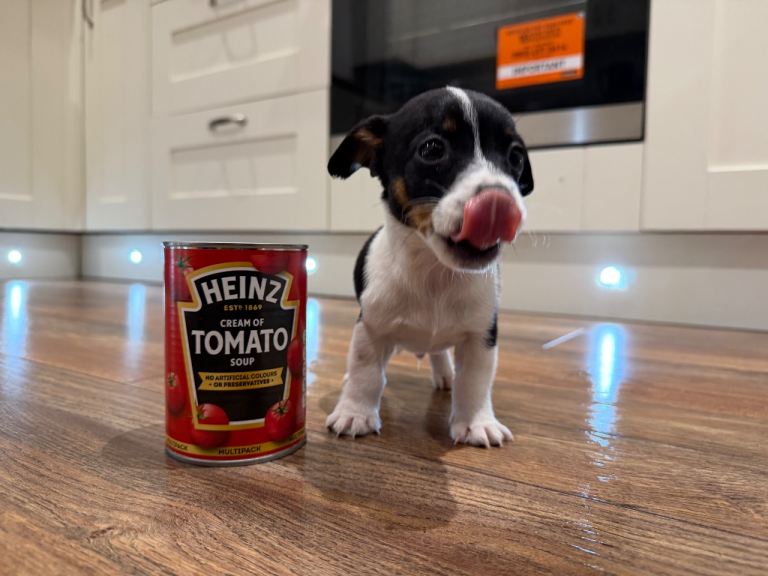 Miniature Jack Russel boy puppy 
