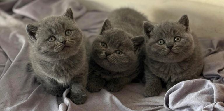 British Shorthair Kittens for Sale