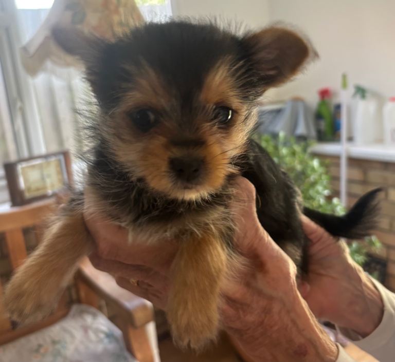 Beautiful Yorkshire Terrier Girls – Loving Forever Homes Wanted ❤️