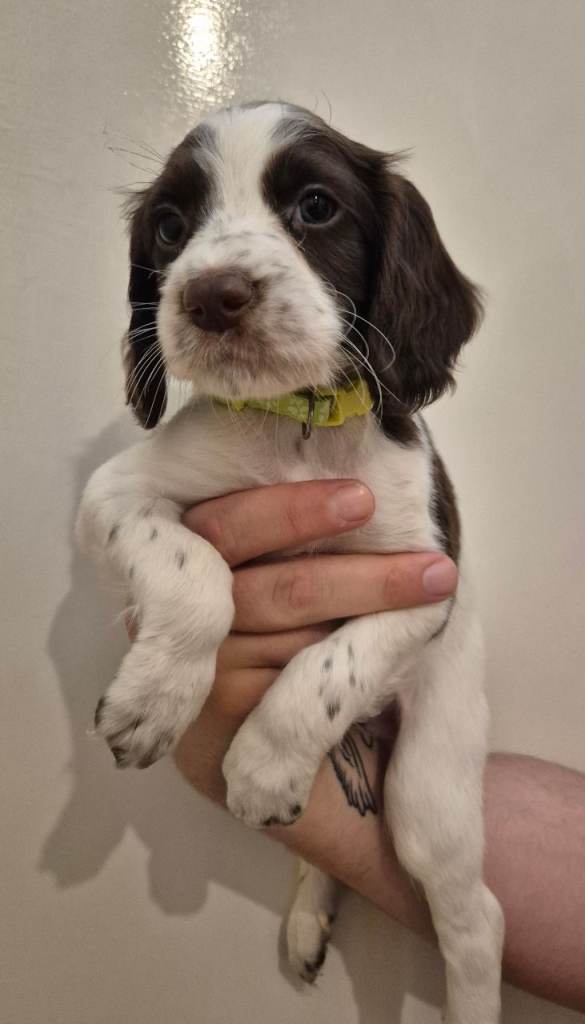 4 pups ready for forever home 