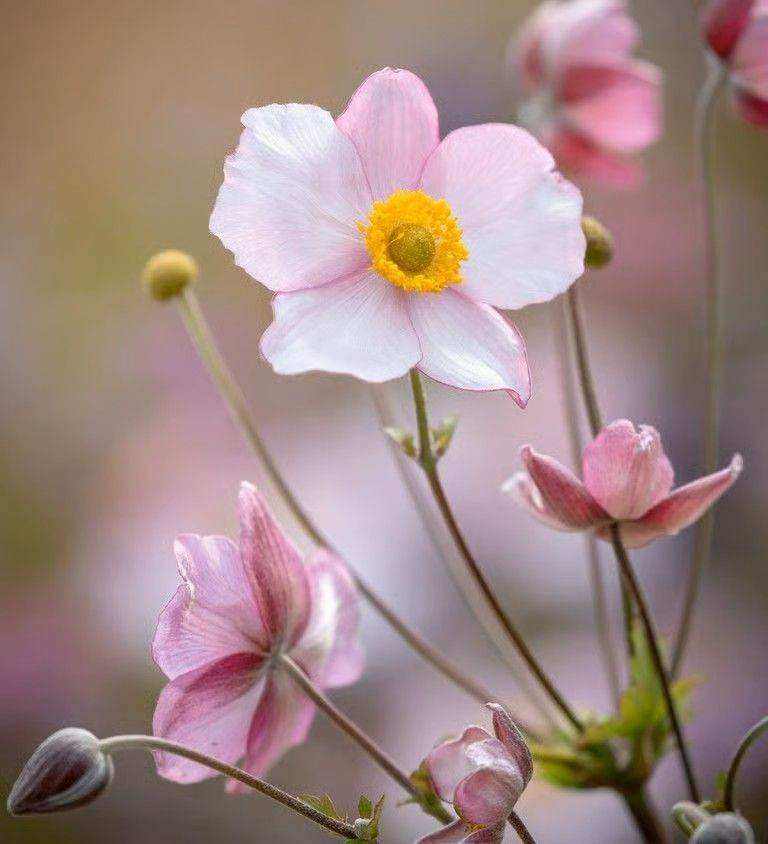 perennial Japanese Anemone plant