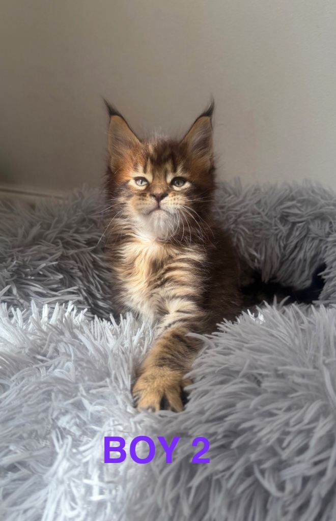 1 LEFT CHAMPION LINE MAINE COON KITTENS  