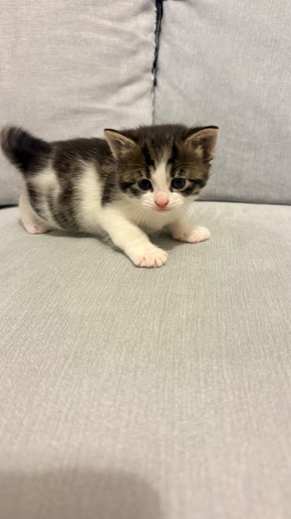 Black and white female Tabby 