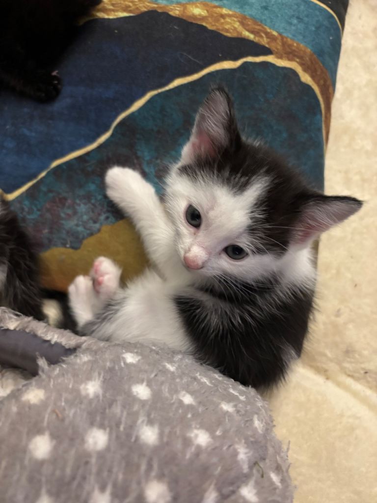 Last kitten available £70