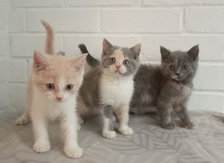 Beautiful short haired kittens ready now