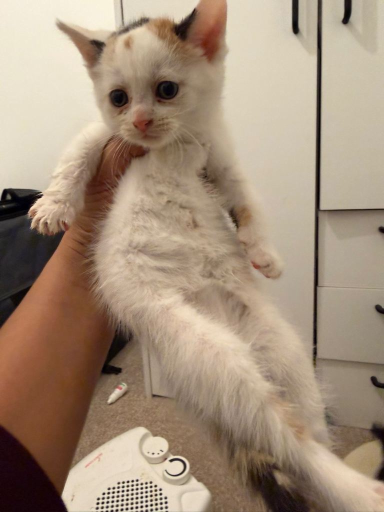 kitten 