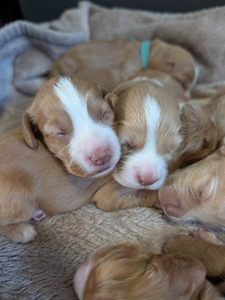 Sprocker puppies
