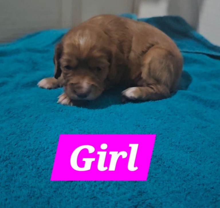 Cocker Spaniel Puppies 