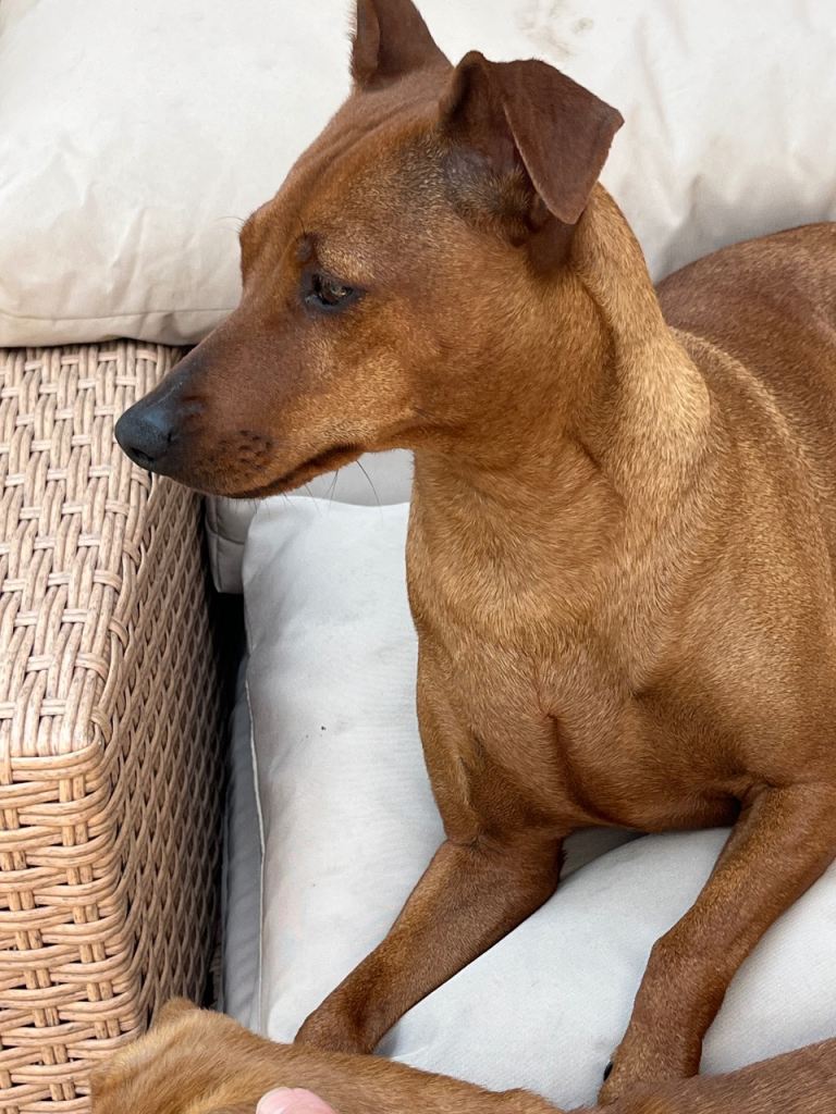 Miniature Pinscher cross Jack Russell puppies