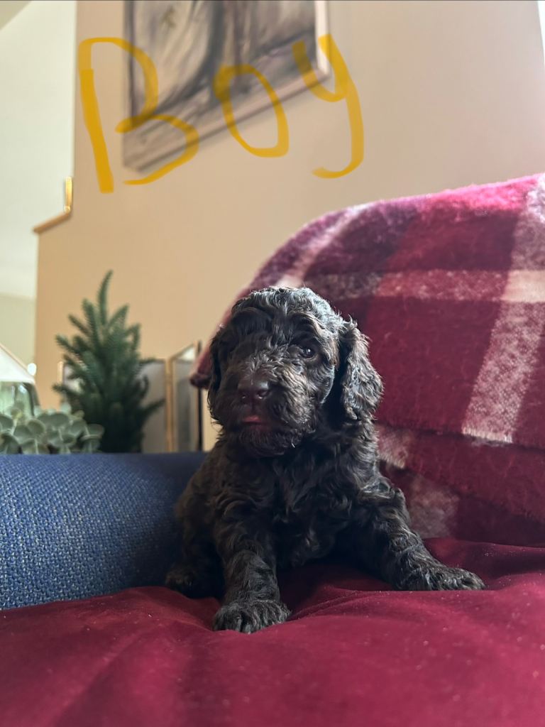 Cockapoo pups