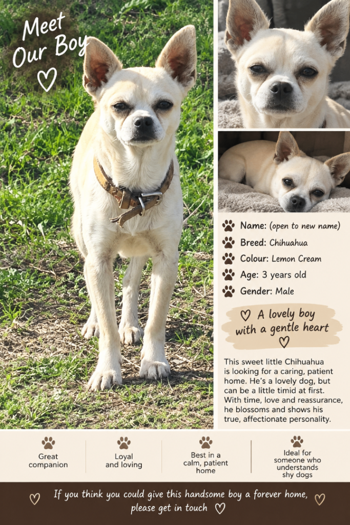lemon and cream chihuahua for sale 