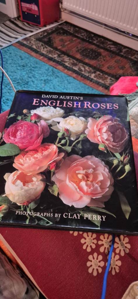 David Austin Roses