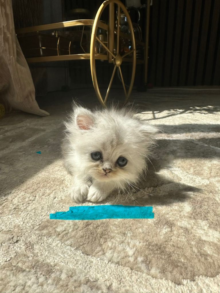 Long and short hair kittens