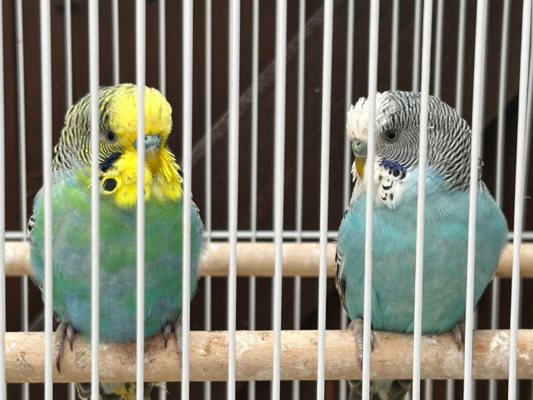 Young budgies