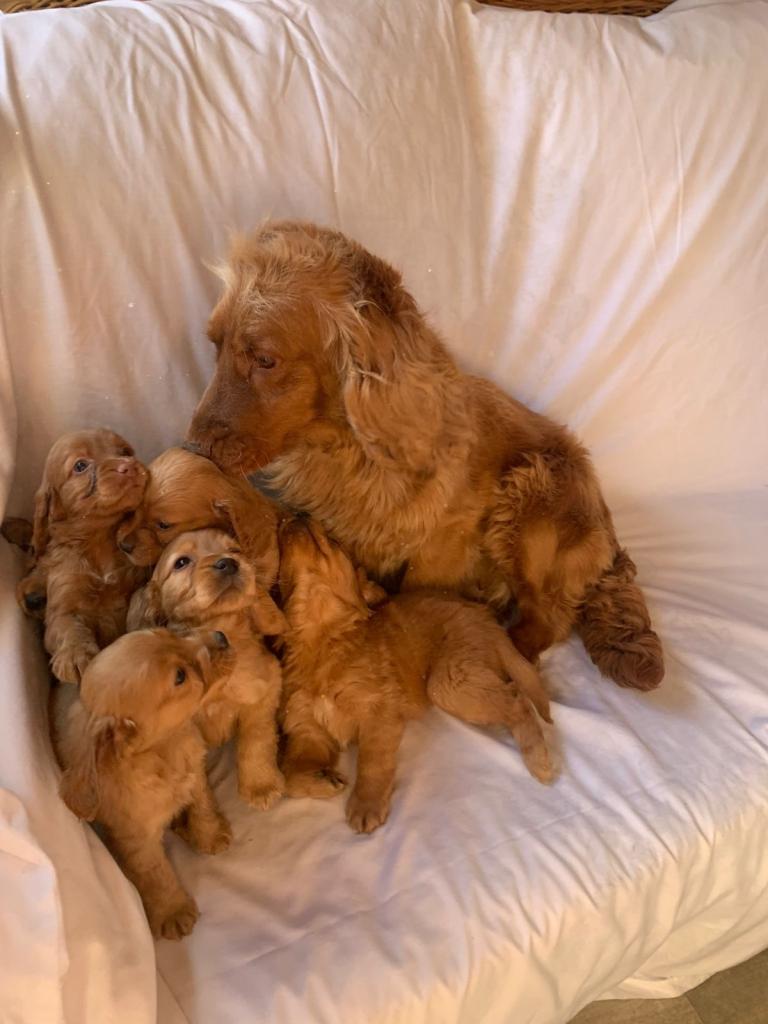 6 adorable cocker spaniels puppies 