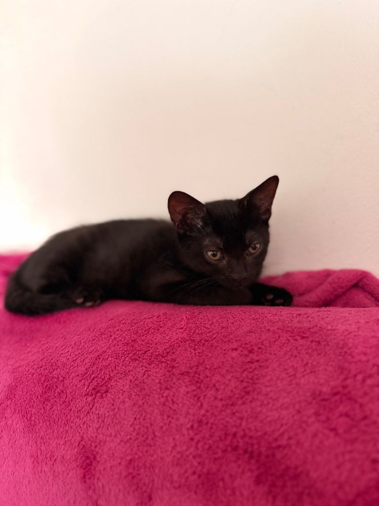1 Female 1 Male Kitten For Sale 