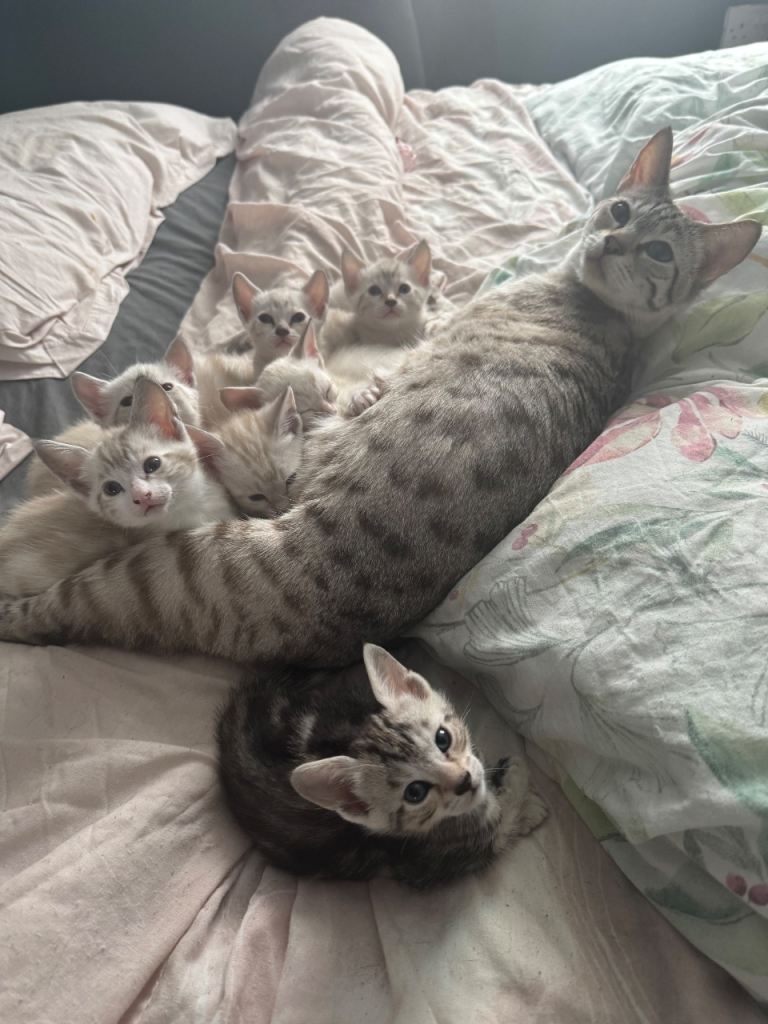 Bengal kittens! 3 reserved 4 available