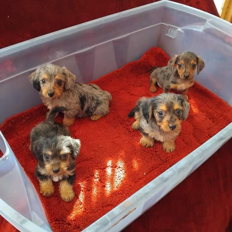 pedigree miniature dachshunds