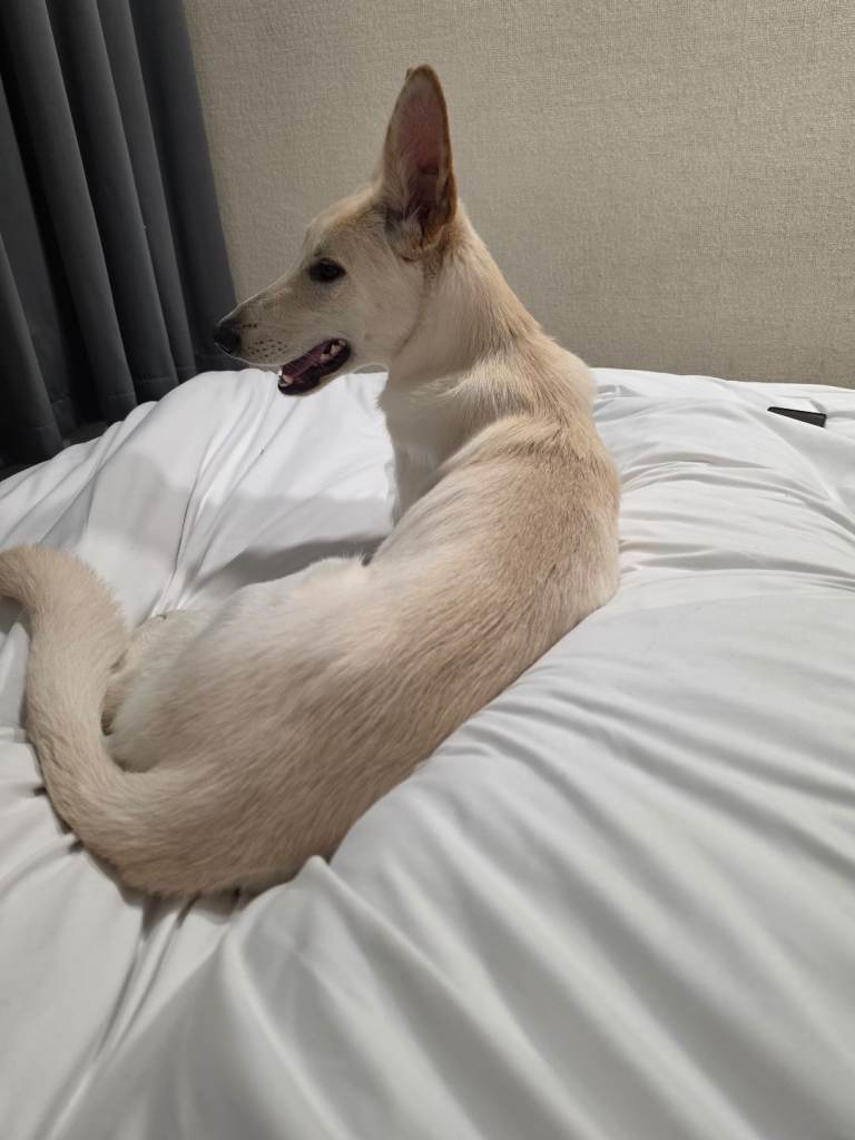 Rehoming GERMAN SHEPARD