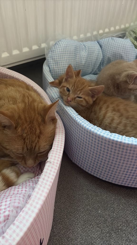 Male kitten ginger 